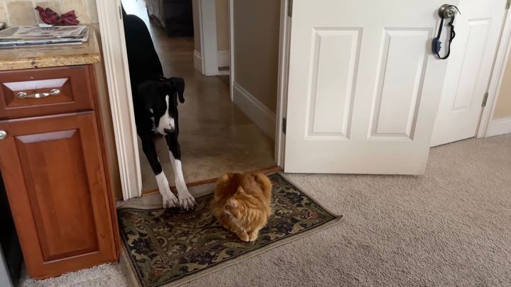 扉の前で結界を張る猫、恐れる犬は睨まれごまかす