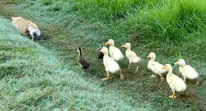 アヒルのヒナと一緒に散歩する子猫