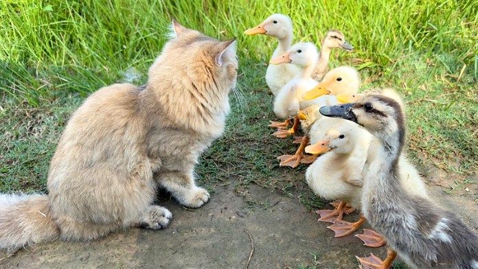 アヒルのヒナを育てる子猫