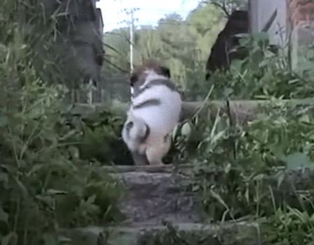 「こっちだよ！」子犬に案内された廃墟の奥で、別の子犬が助けを待ってた！