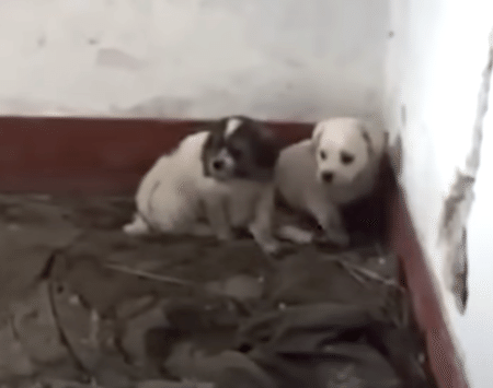 「こっちだよ！」子犬に案内された廃墟の奥で、別の子犬が助けを待ってた！