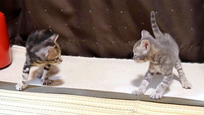 やんのかステップを繰り出す子猫達