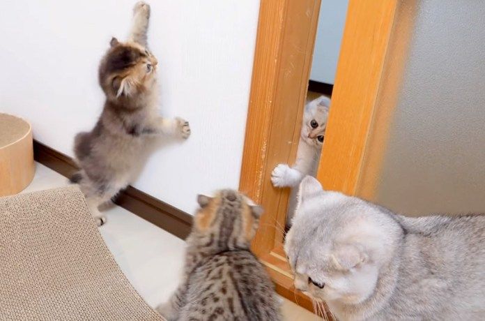 元気に遊ぶ子猫達