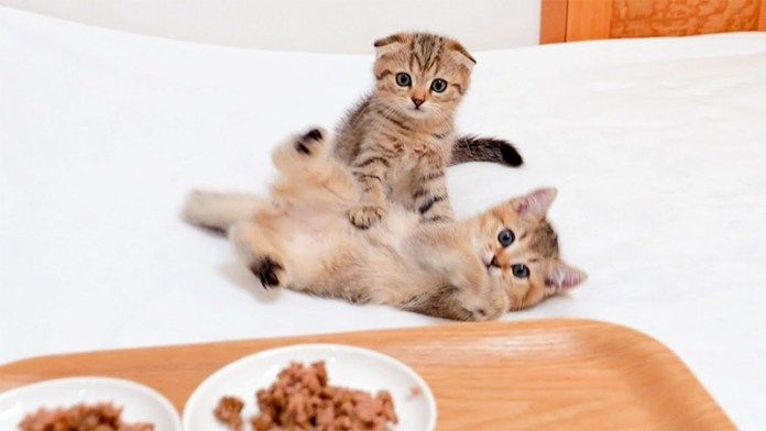 ご飯に気づいた子猫達