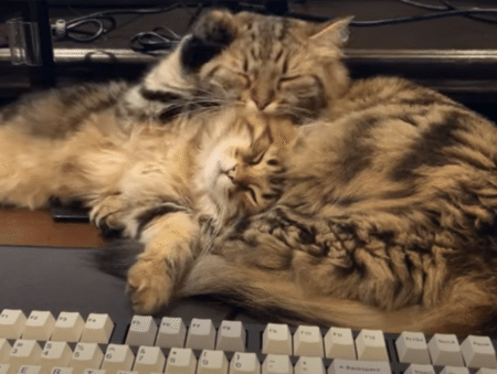 猫がパソコン作業の邪魔を してこないけど、可愛すぎて仕事に集中できない！