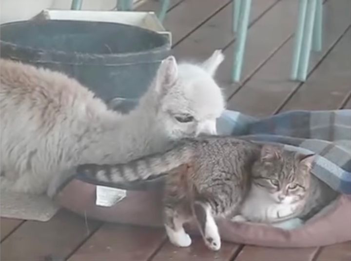 ケットに温もる2匹の猫、ラマに吸われて吸い物となる