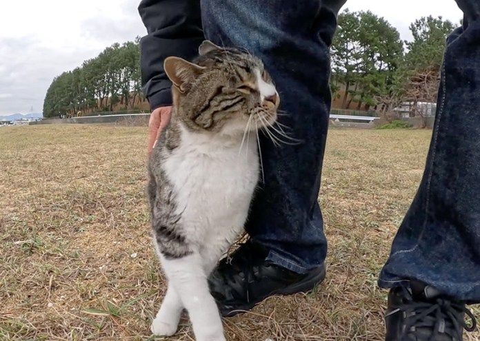 足にスリスリする猫