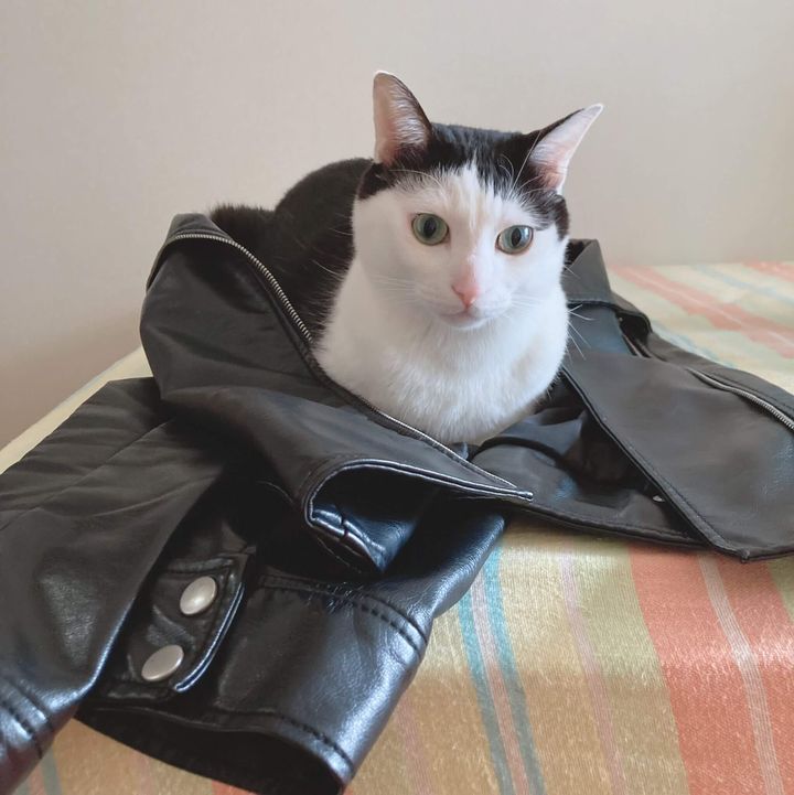 凛々しい表情の黒白猫ゆにくん