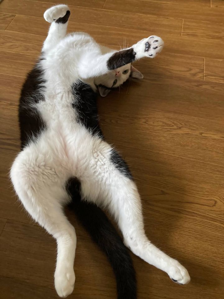 仰向けになってくつろぐ黒白猫のゆにくん