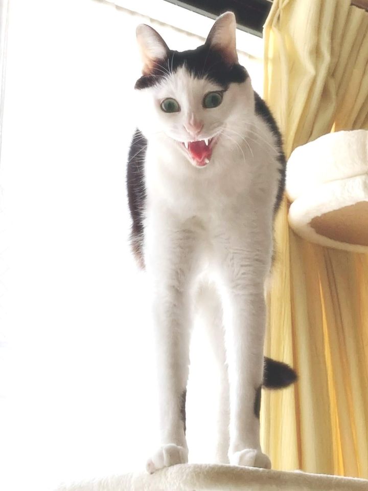 魔王のような恐ろしい顔をした猫の写真