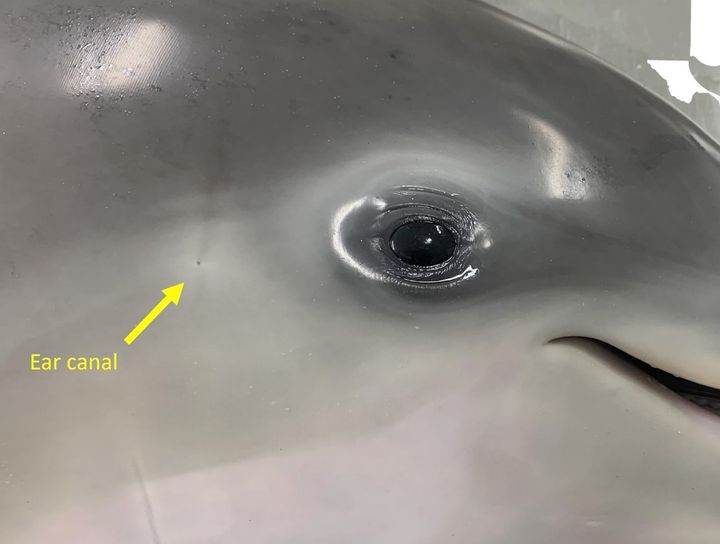 目の後ろの方にあるイルカの耳の穴