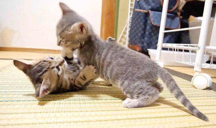 じゃれ合う子猫達