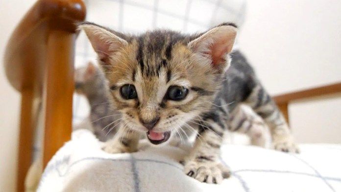 椅子から降りられなくなった子猫