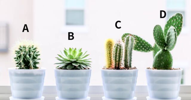 どのサボテンが気になる？【心理テスト】あなたの友情維持力を診断！