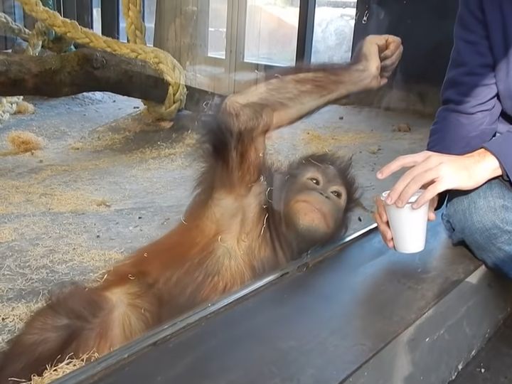 手品が気になるオランウータン