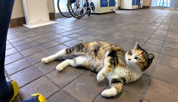 ナデナデアピールする猫