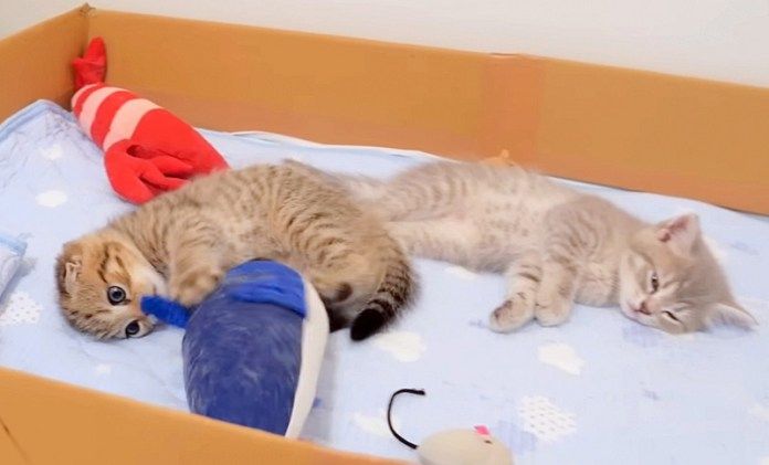 素直に寝る子猫