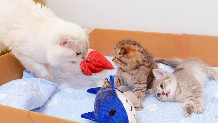 子猫達を寝かせる父猫