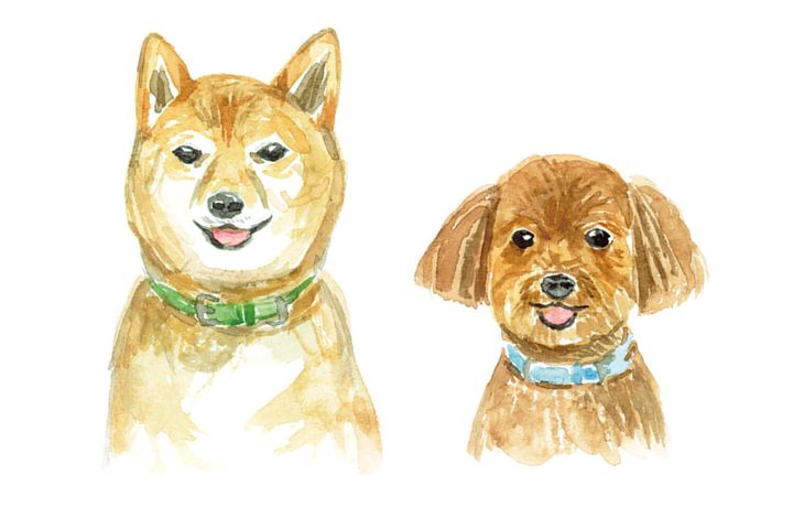 雑種のリク トイプードルのおはな