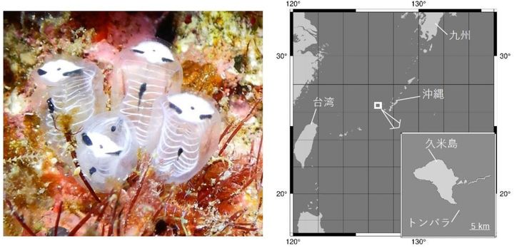 左：ガイコツパンダホヤ、右：久米島及びトンバラの位置