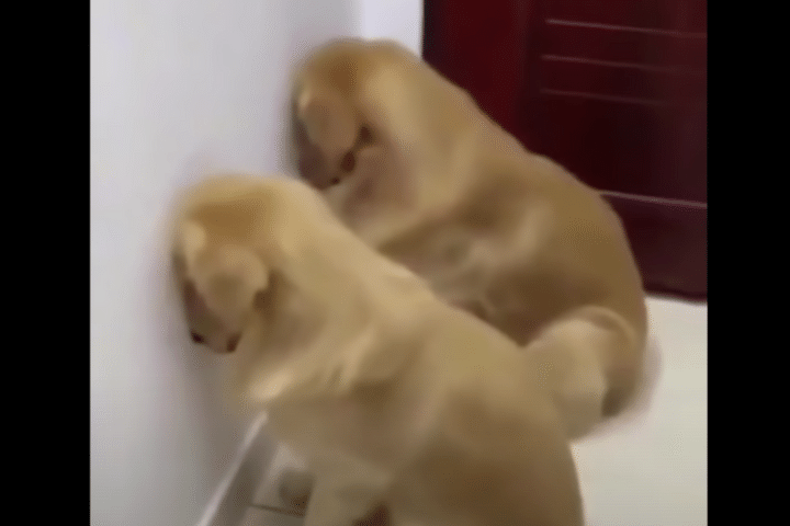 悪気は無かったワン。。。分かりやすく反省する犬たちが面白い。