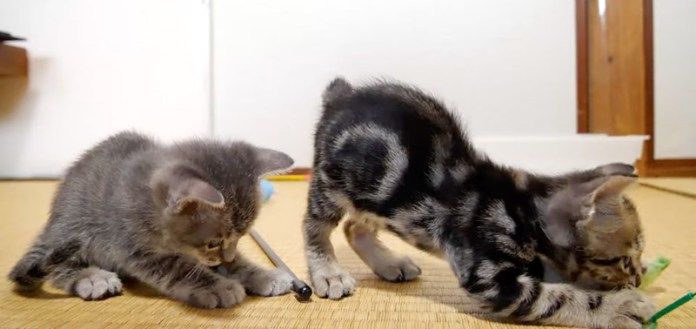 オモチャで遊ぶ子猫達