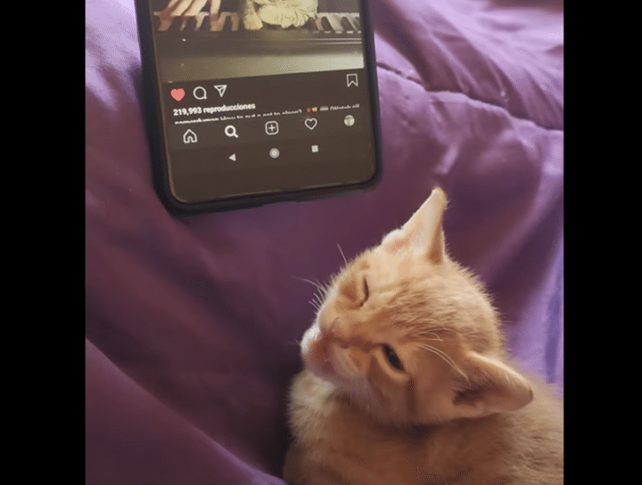 「ピアノを聴きながら寝る猫」の動画を見ながら寝る子猫