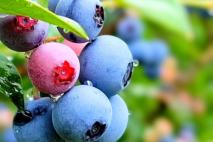 ブルーベリーのイメージ