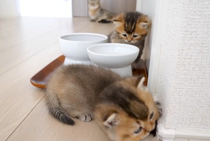 大冒険する子猫達
