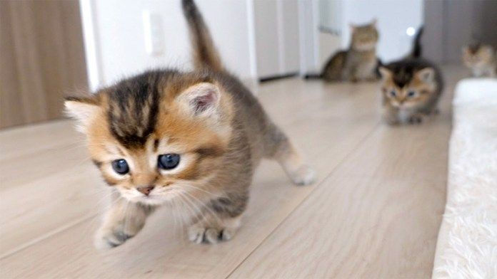 ヨチヨチ歩く子猫達