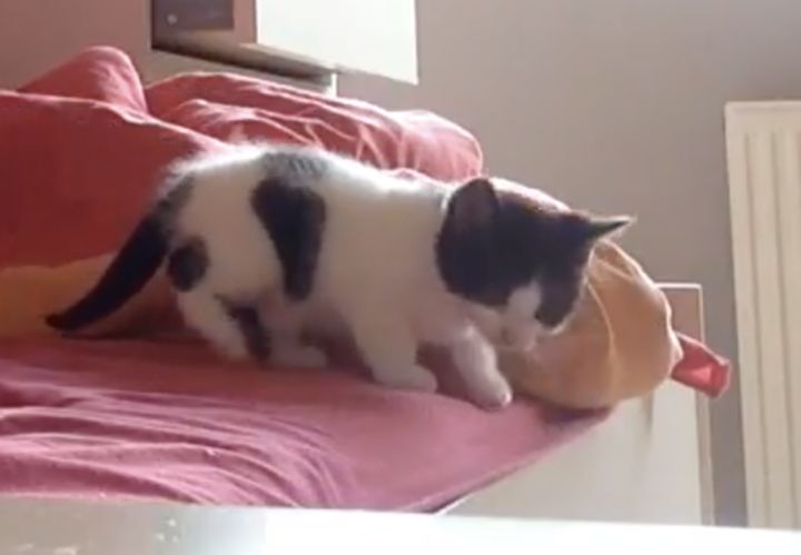 「(飛べるかにゃ？) 」勇気が出なくてベッドから降りられない子猫、まさかの結末に。