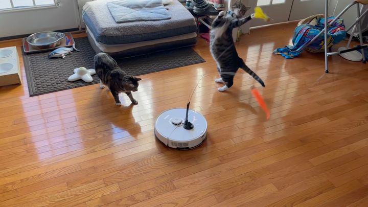 掃除機の操るオモチャにじゃらされる猫、部屋がきれいになるかは不明