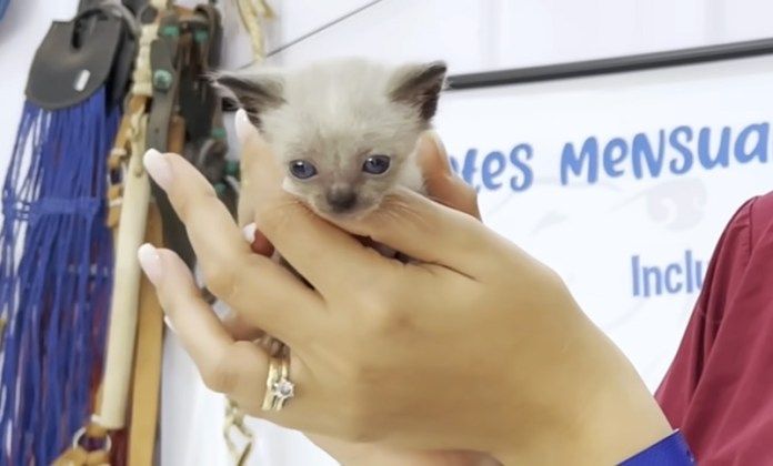 動物病院に行った子猫