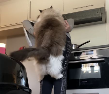 猫「かまって！こっち見て！おんぶして！」飼い主への甘えん坊っぷりがすごい。