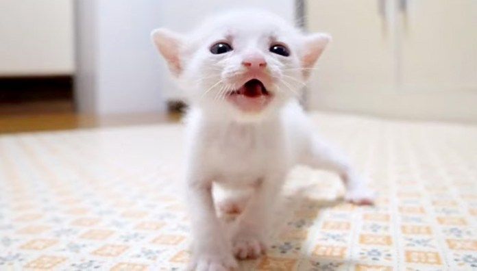 ご飯を催促する子猫