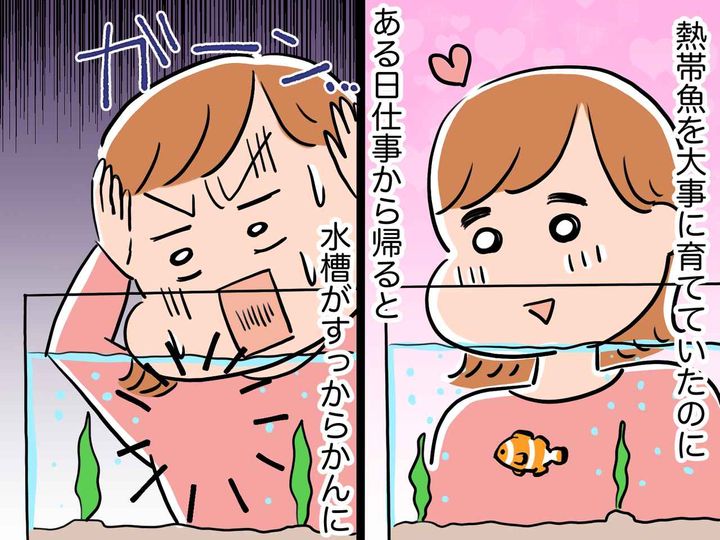 画像: 家で飼っていた熱帯魚たちが「き、消えた！？」→ グルになった泥棒の