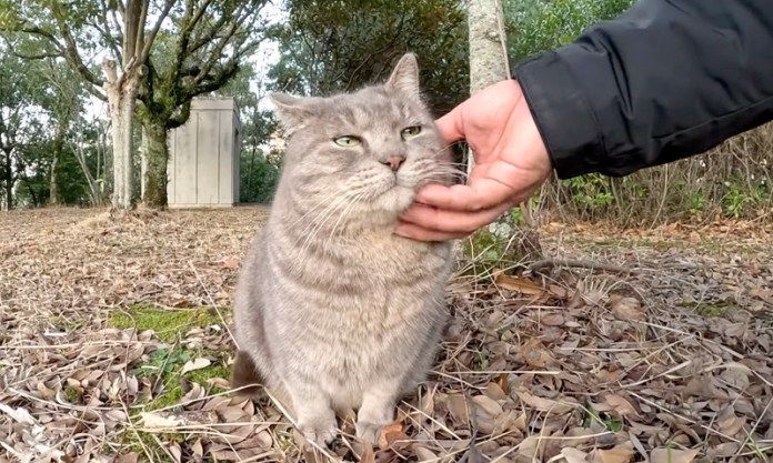撫でられる猫