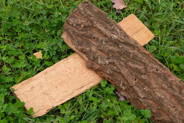 【まとめ記事】焚き火を極めたプロが「薪」について徹底解説！