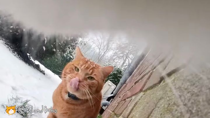 しんしんと雪降る街を散策する猫、猫目線でのお散歩気分に