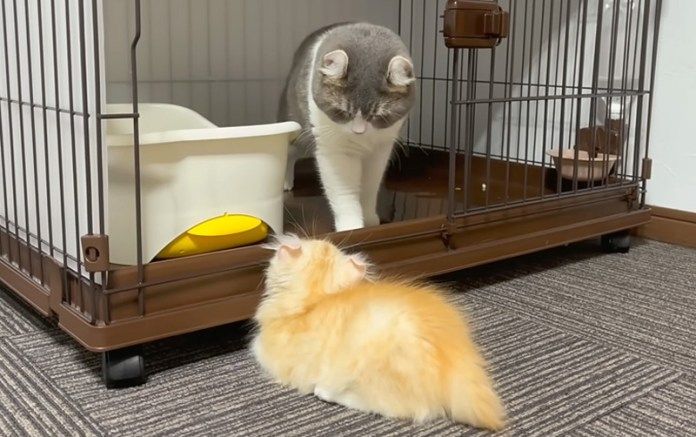 先住猫と新入り子猫