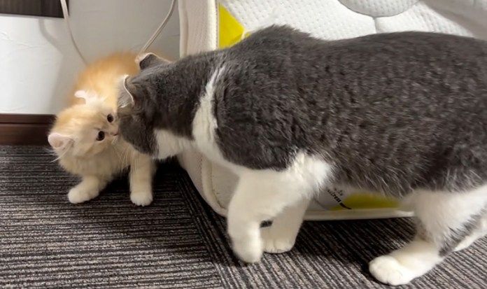 先住猫と新入り子猫