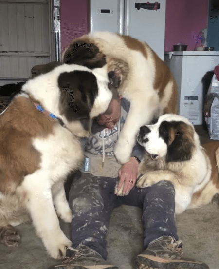 大型犬の子犬にもみくちゃにされるパパさん、でもとっても幸せそう！