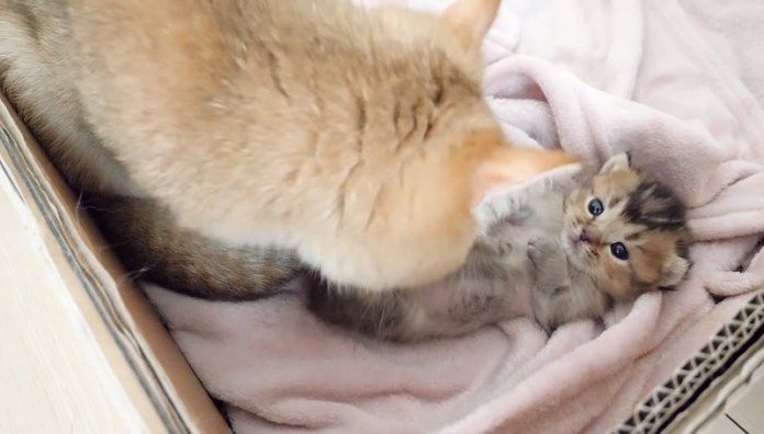 母猫に毛づくろいされる子猫