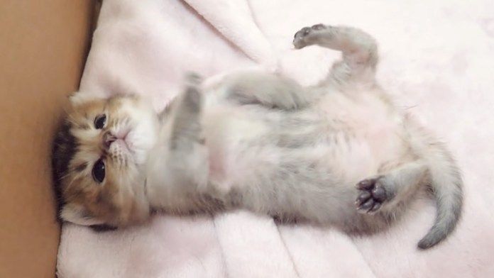 踊っているような子猫