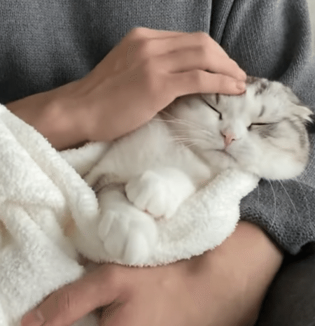 甘えん坊な猫「飼い主さんのそばは温かいにゃ♡」 毛布に包まれて幸せそう