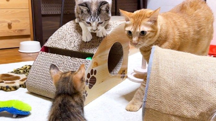 先住猫と子猫
