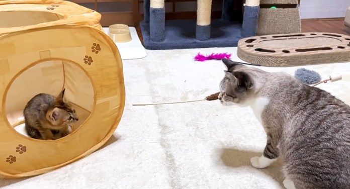 子猫が気になる先住猫