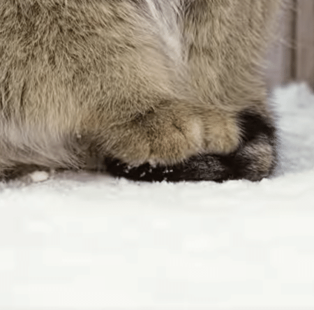 寒がりなマヌルネコ、冷え対策が可愛すぎる！