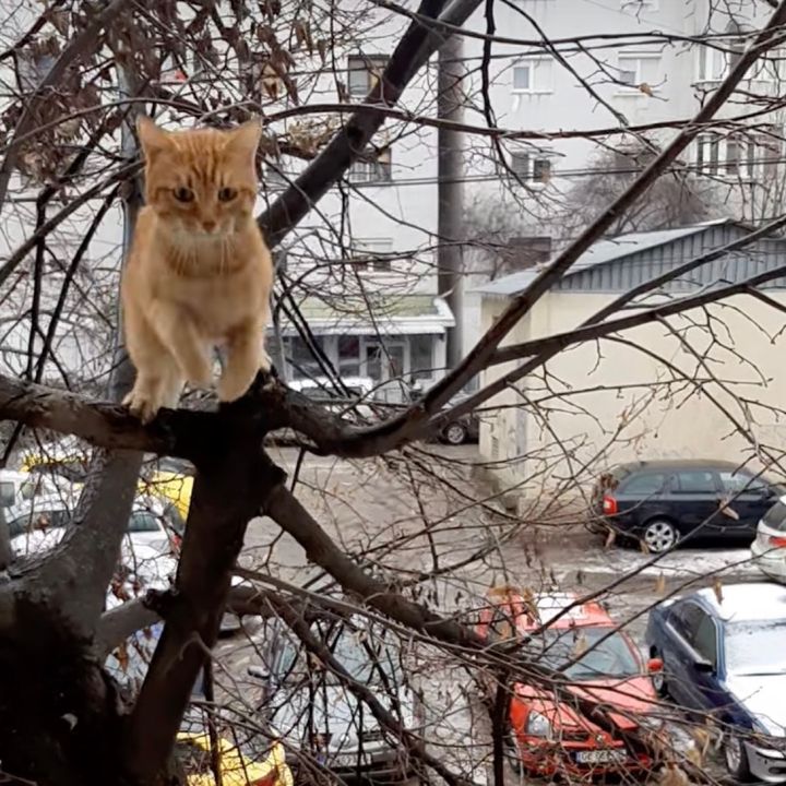 小雪舞う中で家路に着いた猫、木登りからのジャンプで2階へ