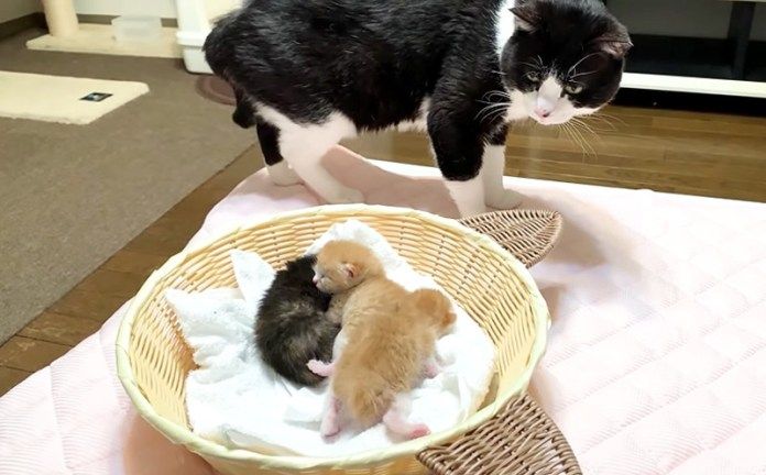 子猫達が気になる先住猫